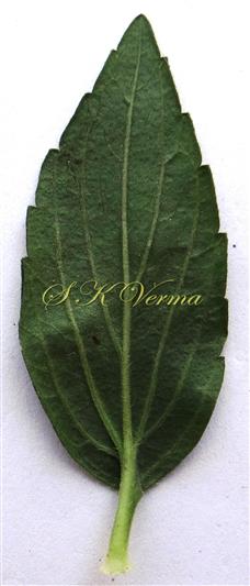  Leaf (Abaxial View)